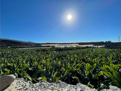 finca de platano en la zona de alcala tenerife