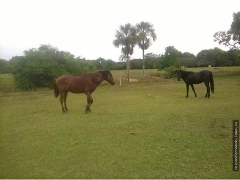 finca ganadera de 480 hectareas sector tacuya en tauramena casanare