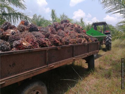 finca palmera adelante de la cristalina en puerto gaitan meta