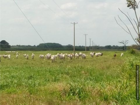 finca mixta ganadera y arrocera en puerto lopez meta