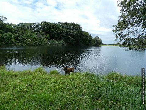 finca ganadera de 255 hectareas cerca a cumaral meta