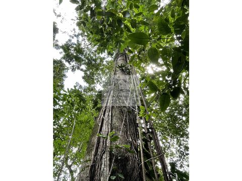 rebajada finca en brisas de veragua rainforest limon costa rica