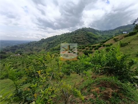 se vende finca en buenavista quindio