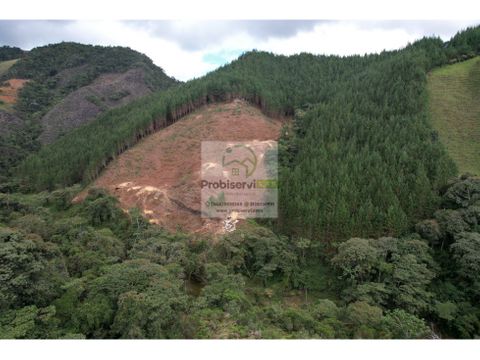 excelente finca sembrada en pino para inversion o recreo