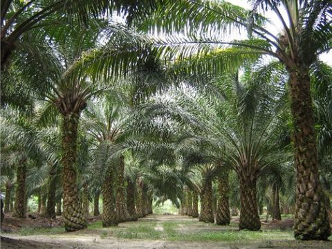 2 fincas de palma y ganadera en venta costa rica 274 hectareas