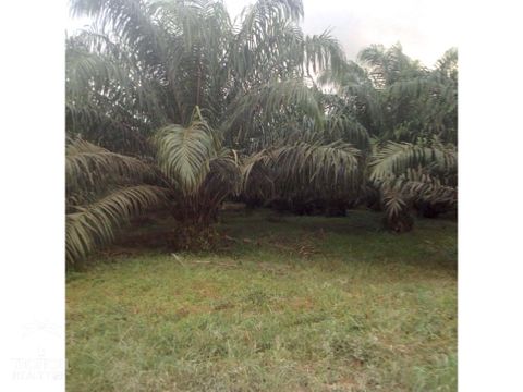 finca de palma en venta costa rica 140 hectareas