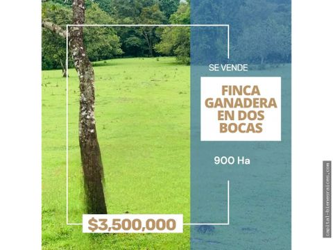 se vende finca ganadera en dos bocas sona