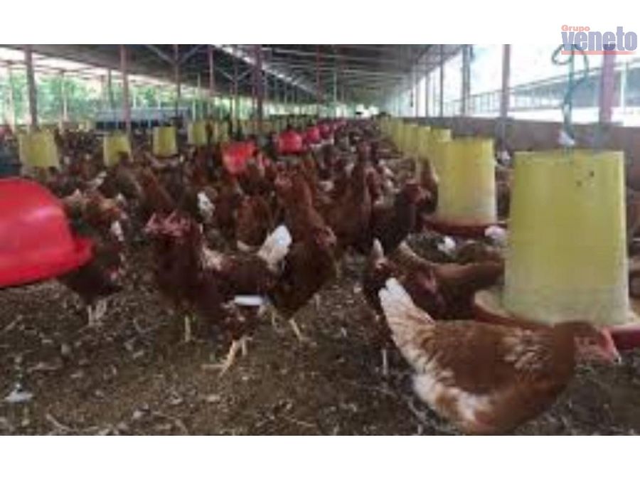 granja avicola en produccion en el estado lara