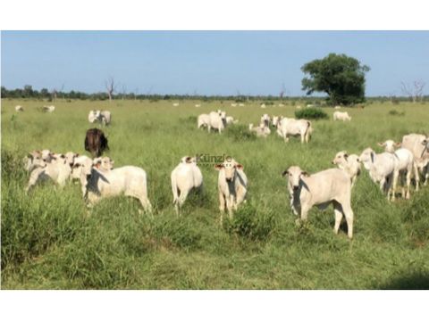 vendo estancia en zona pirizal 2250 has boqueron chaco