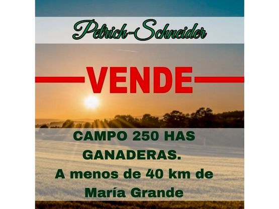 Se venden 250 has ganaderas en María Grande