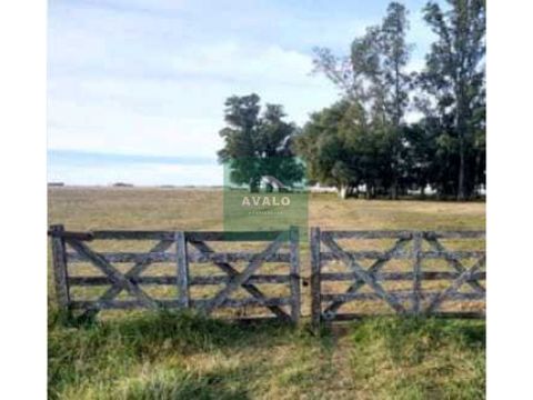 campo ganadero 34 ha olavarria pcia buenos aires argentina