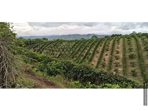 en venta finca productiva quimbaya