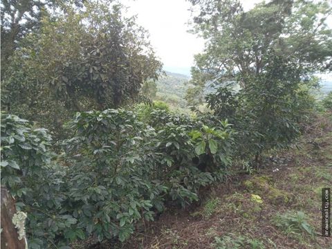 finca cafetalera en santa clara