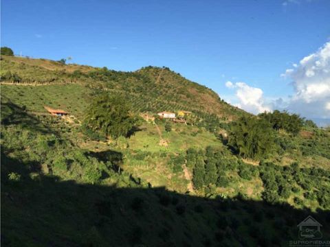 vendo finca de 13 ha con infraestructura para aguacate hass marinilla