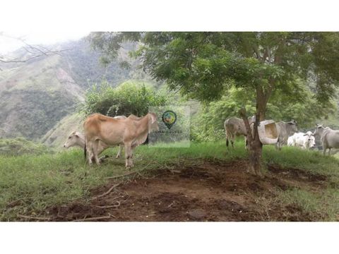 venta de finca para ganado sector filadelfia caldas