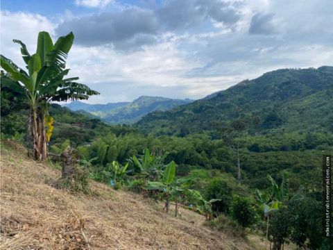 lote vereda el trebol via chinchina marsella caldas