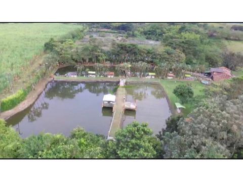 se vende finca piscicola viterbo caldas