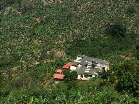 vendo finca en belalcazar