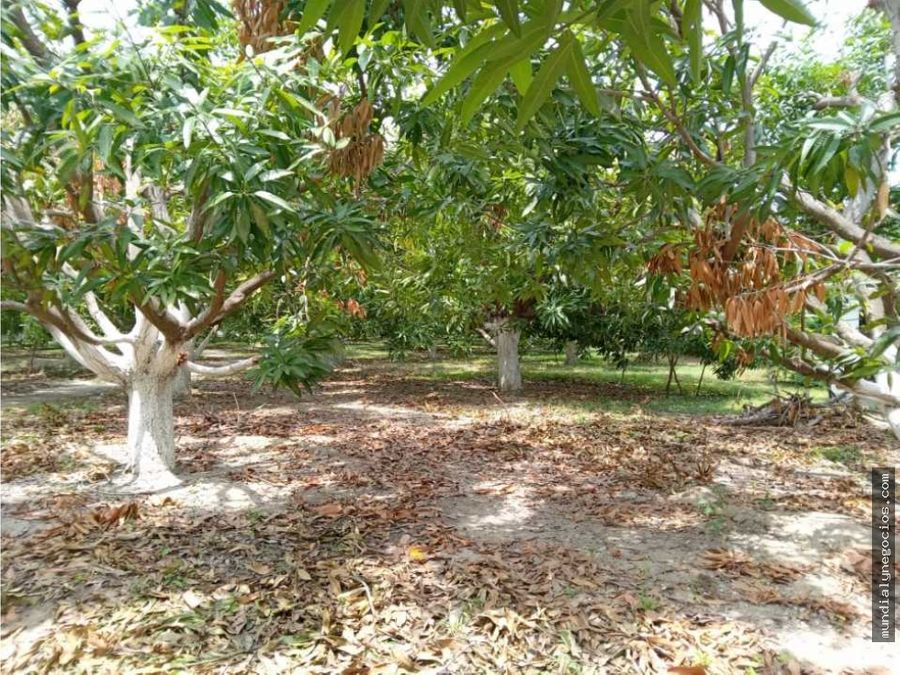 vendo finca productora de mango de exportacion en santa marta