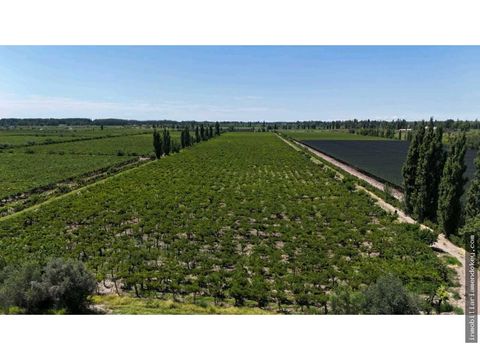 venta de excelente finca 6 has phillip junin mza