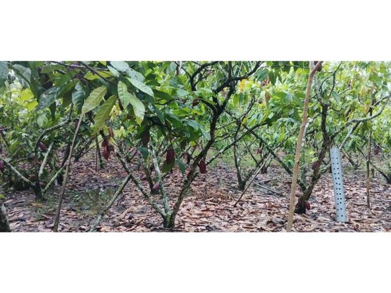 Venta de finca de 5.23 hectáreas cacaotera con producción