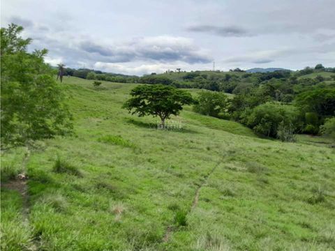 venta finca ganadera fredoniasuroeste antioqueno