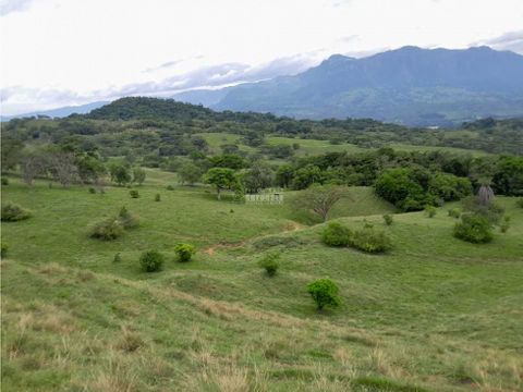 venta finca ganadera fredoniasuroeste antioqueno