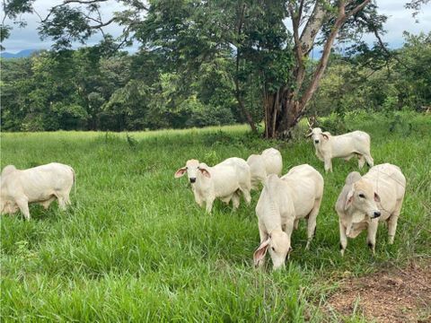 vendo finca ganadera tebario rl