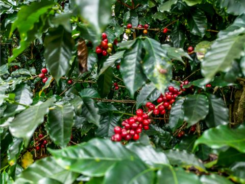 oportunidad venta de finca cafetalera en naranjo inversion ideal