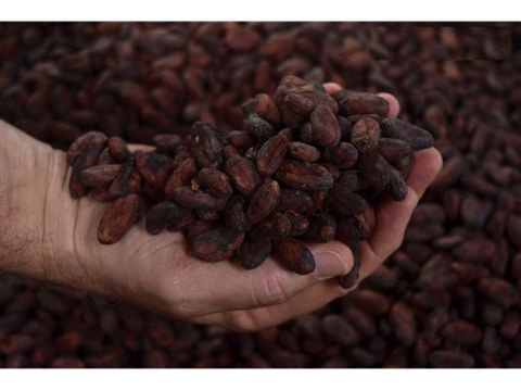 se vende finca de cacao en produccion y crecimiento