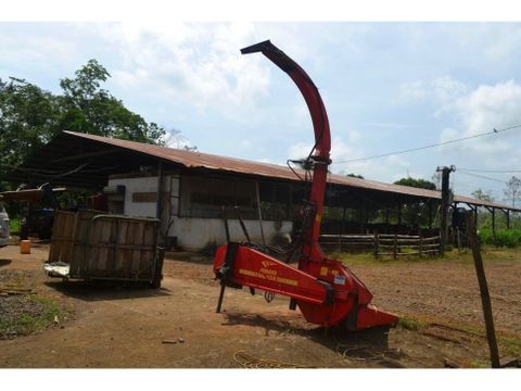 cocoa farm in production and growing