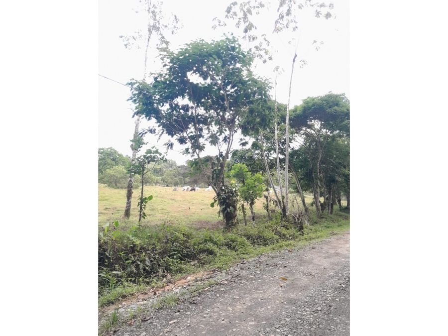 great opportunity land for sale in sixaola