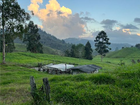 vendo finca carolina del principe 11 hectareas