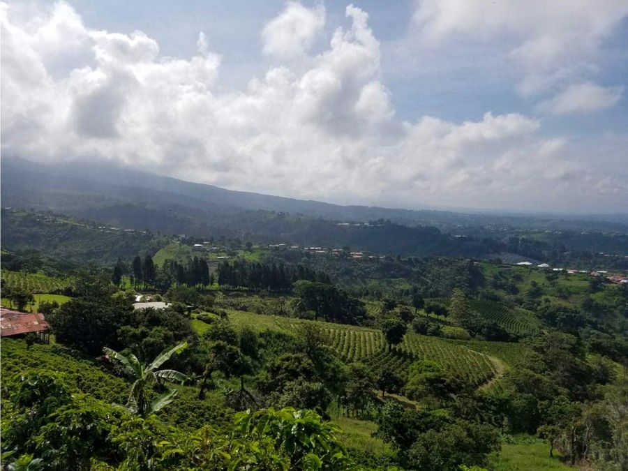 beautiful coffee farm with amazing view