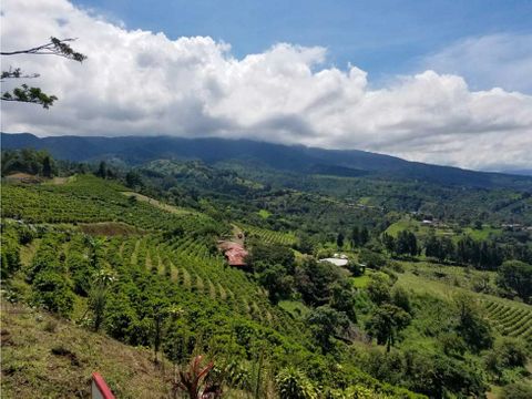 beautiful coffee farm with amazing view