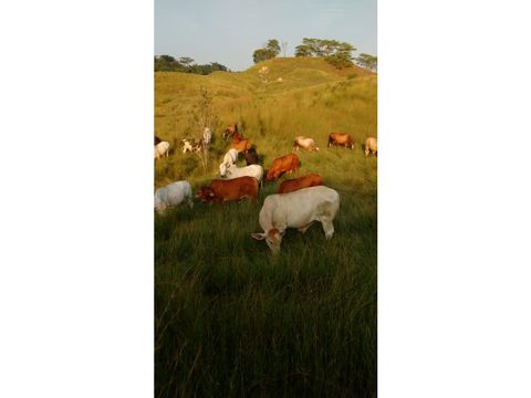 vendo finca de 720 hectareas entre puerto boyaca y puerto berrio