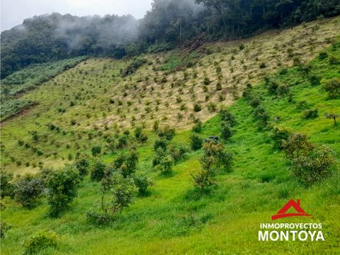 permuta finca de aguacate hass en genova quindio