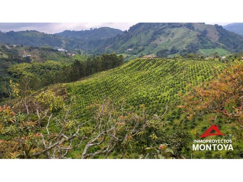 finca cafetera tecnificada de 150 cuadras en santa rosa