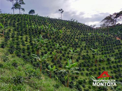 finca cafetera en marsella risaralda