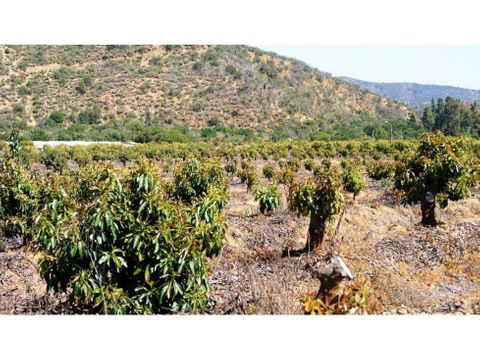 terreno con paltos