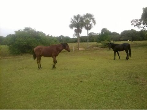 finca ganadera de 480 hectareas sector tacuya en tauramena casanare