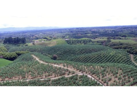 vendo lotes en el sector de hojas anchas circasia quindio