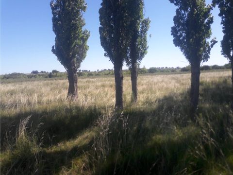 al1086p venta campo 53 hectareas en estacion solis minas lavalleja