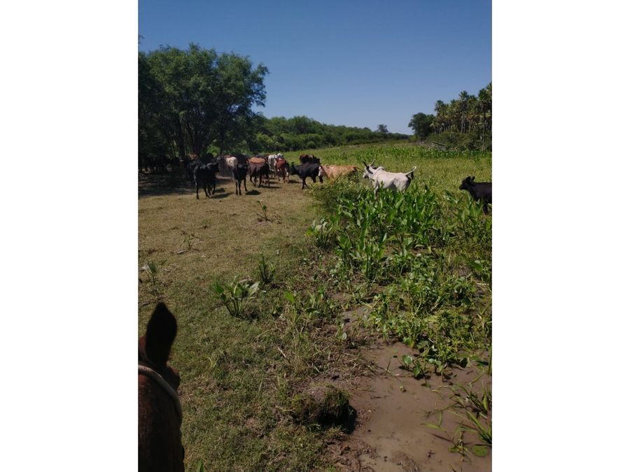 4060 has de campo ganadero en zona de toro pampa chaco